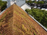 Energooszczędny i przyjazny dla środowiska zielony dach 
